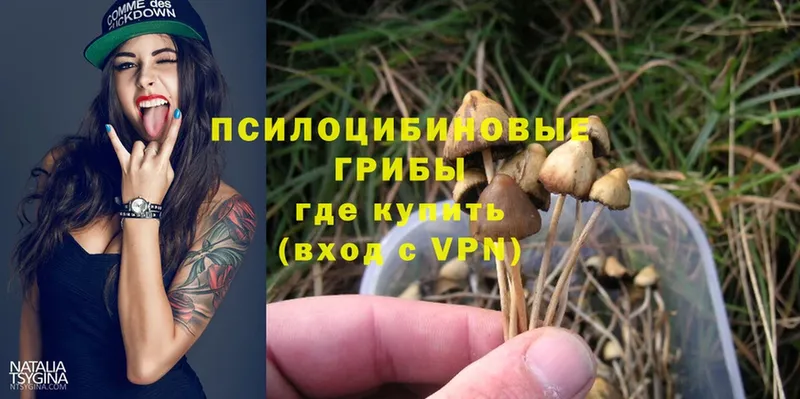 Галлюциногенные грибы Psilocybe  Электрогорск 